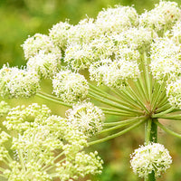 Angelica_Roots_And_Seeds Featured Ingredient - L'Occitane