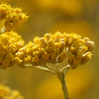 Immortelle_3 Featured Ingredient - L'Occitane