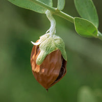 Jojoba_1 Featured Ingredient - L'Occitane