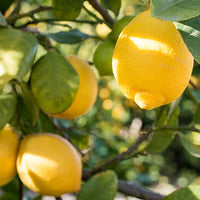Lemon Featured Ingredient - L'Occitane