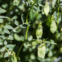 Lentil Featured Ingredient - L'Occitane