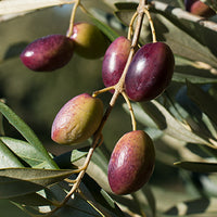 Olive_Tree_Leaves Featured Ingredient - L'Occitane