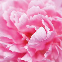 Peony Featured Ingredient - L'Occitane