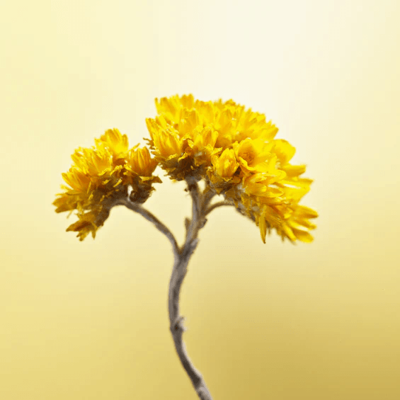 Serumpentru scalp Immortelle Pro-Youth