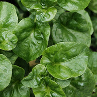 Watercress Featured Ingredient - L'Occitane