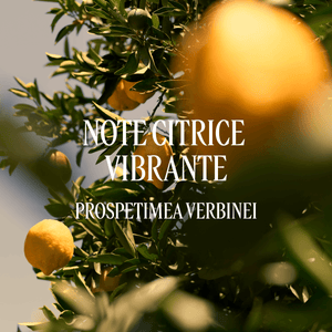 Deodorant stick Verveine Agrumes (Citrice si Verbina)
