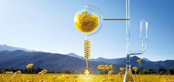 L'Occitane Provence extragere ulei