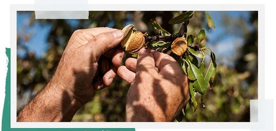 fermier culegand migdale