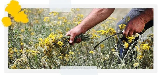 fermier culegand imortela