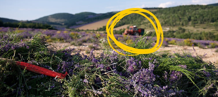 camp de lavanda si tractor