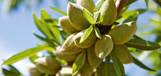 L'Occitane copac si fructe