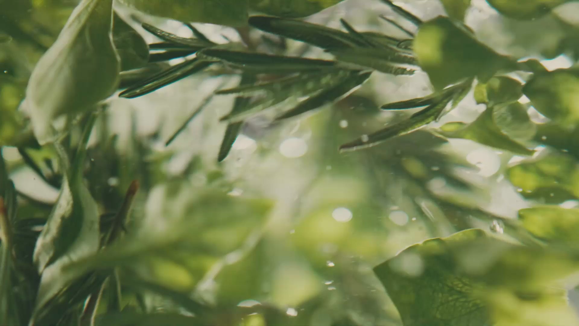 Incarca clipul video: 