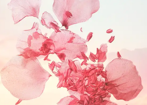 proprietatile florilor de cires